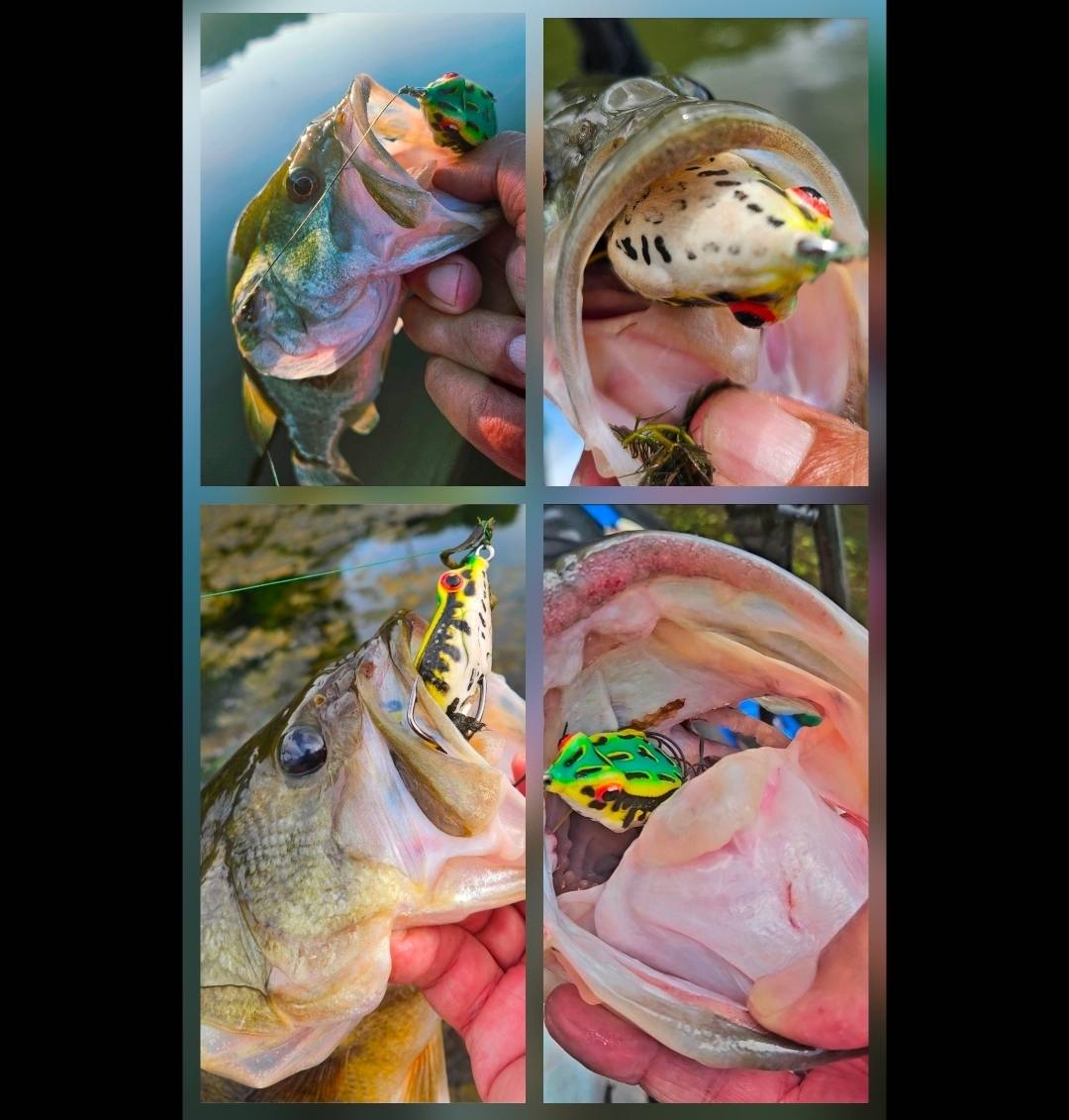 best pan fish lures Panther Martin of the Best Trout Spinners Abu Garcia, Cardinal 54 Copper Combos:100' Convector 45L - Rod and Reel Contender Bite Spring Float2/pc