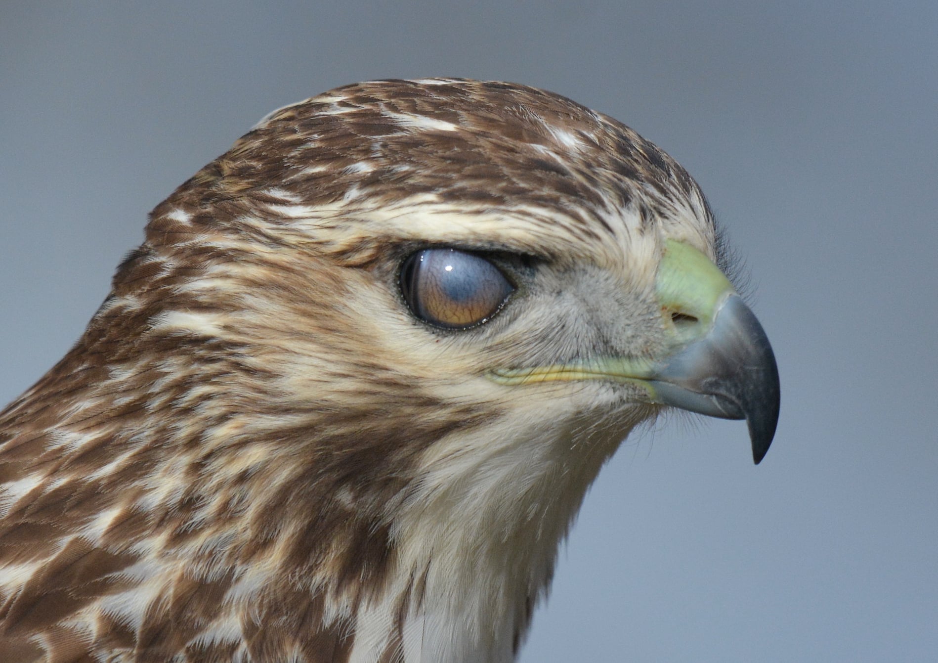 Did you know birds have a... - Blue Ridge Audubon Chapter