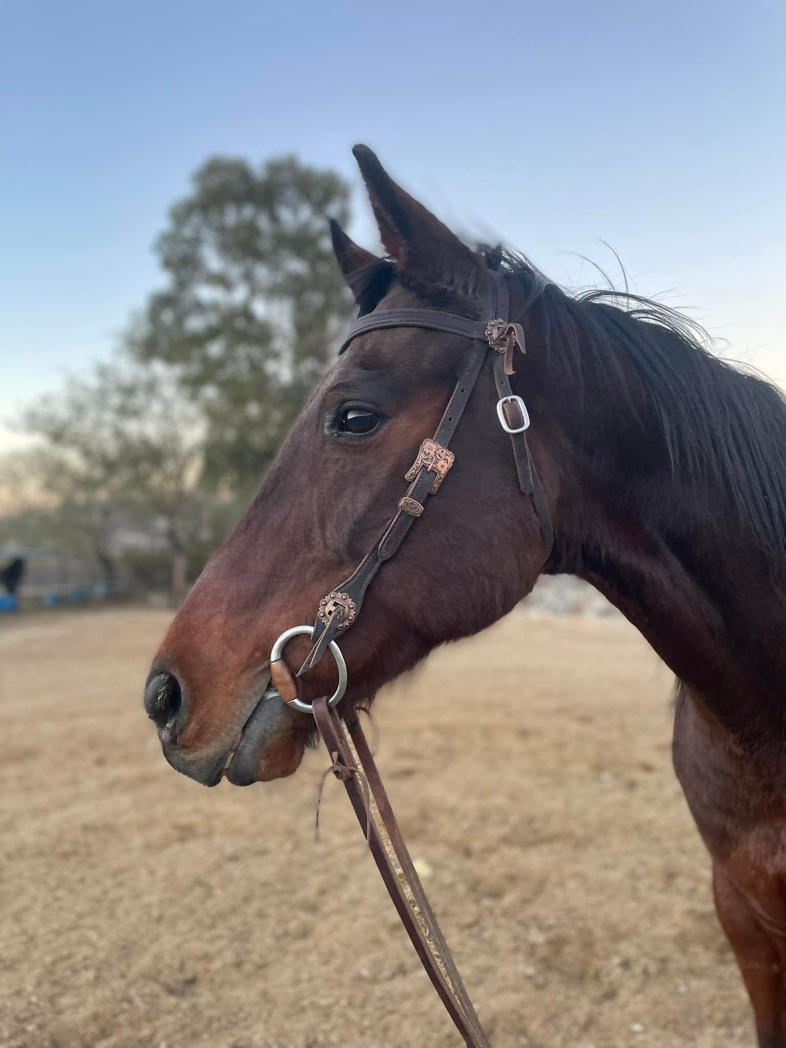Southern... - Southern California Thoroughbred Rescue
