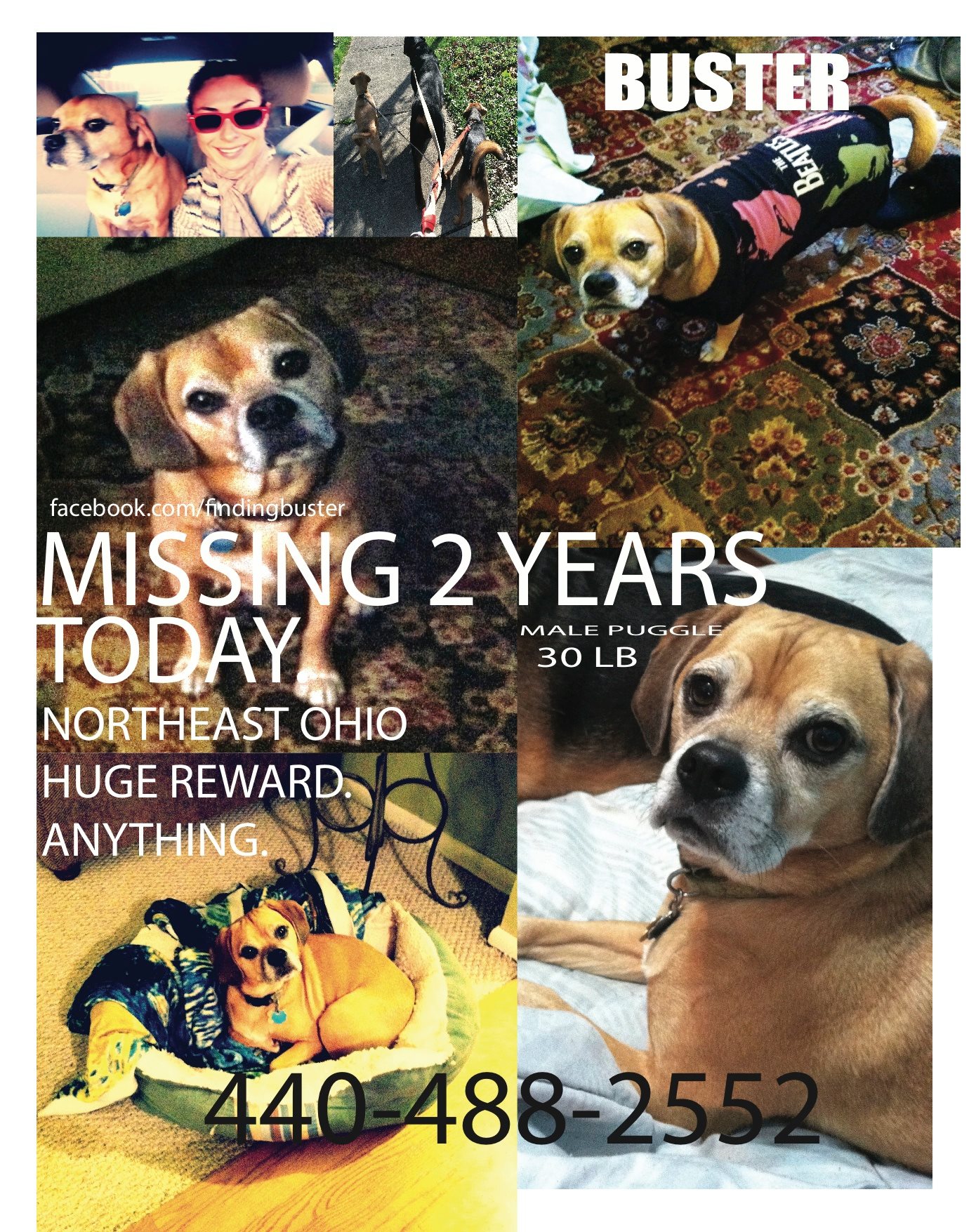 Finding Buster the Lost Puggle