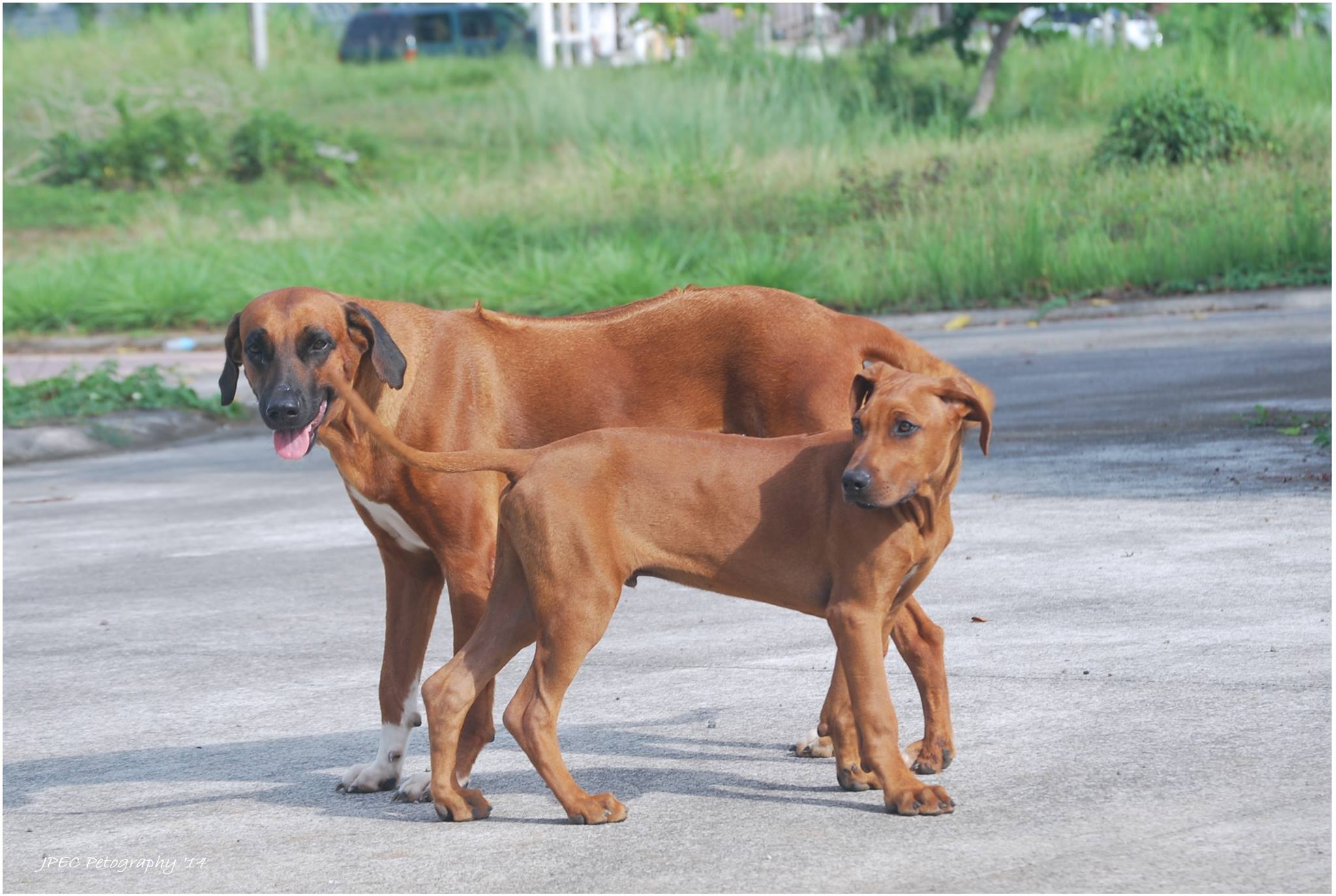 Rhodesian Ridgeback Philippines