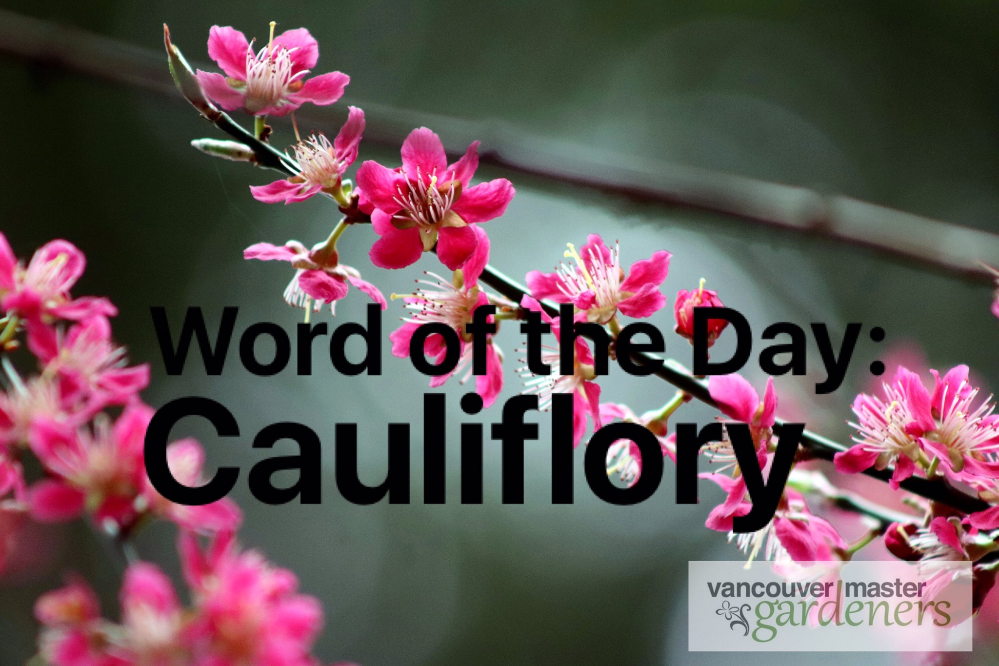Vancouver Master Gardeners - Cauliflory refers to plants which flower ...