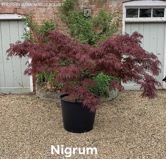 MrMaple.com - ACER PALMATUM 'DISSECTUM NIGRUM' WEEPING RED JAPANESE ...