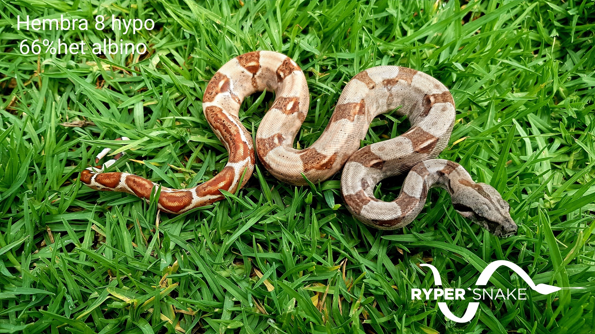 Ryper'Snake - Buenas tardes amigos les compartimos...