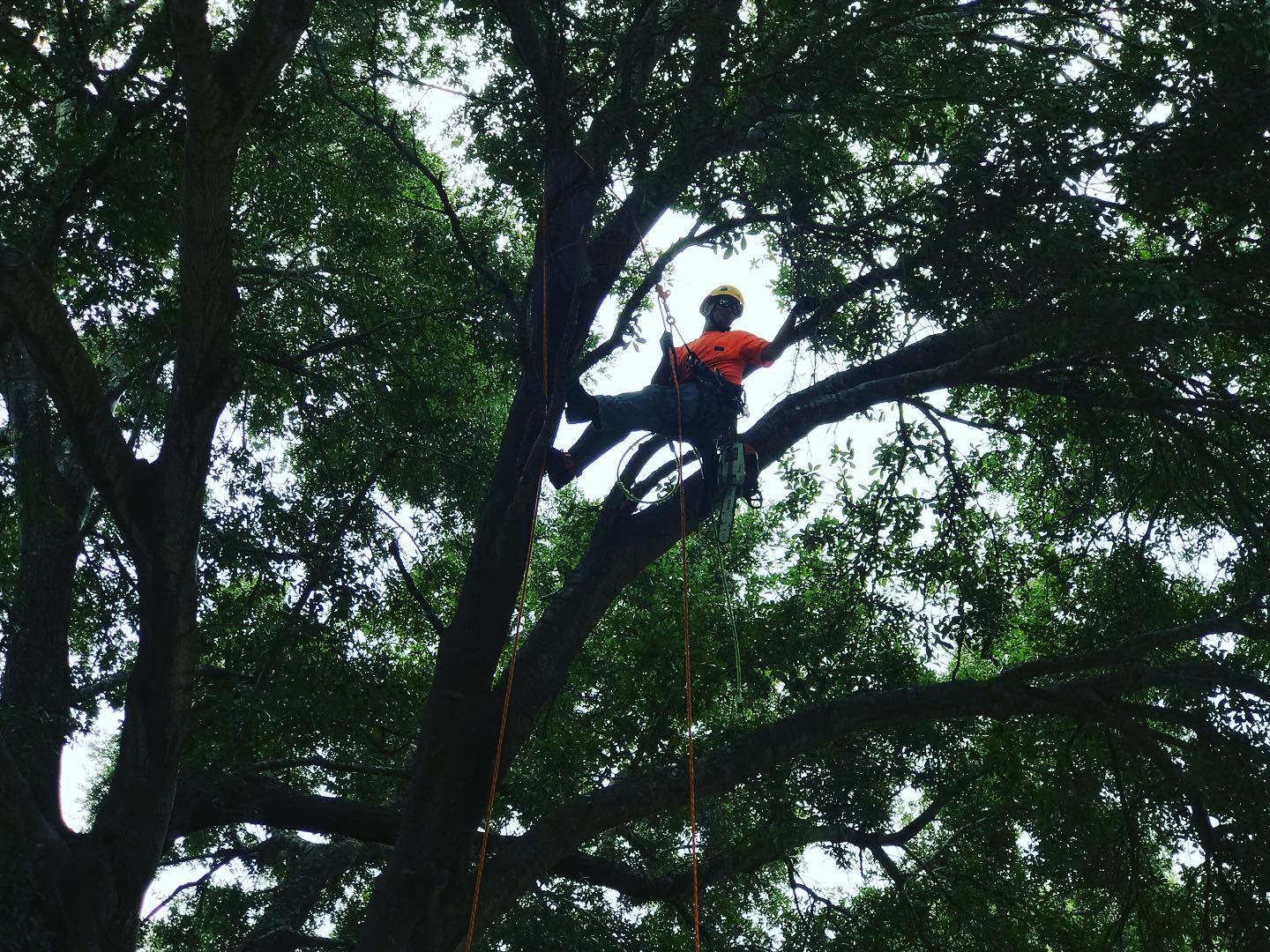 Luke Rieger Tree Service | Destin FL