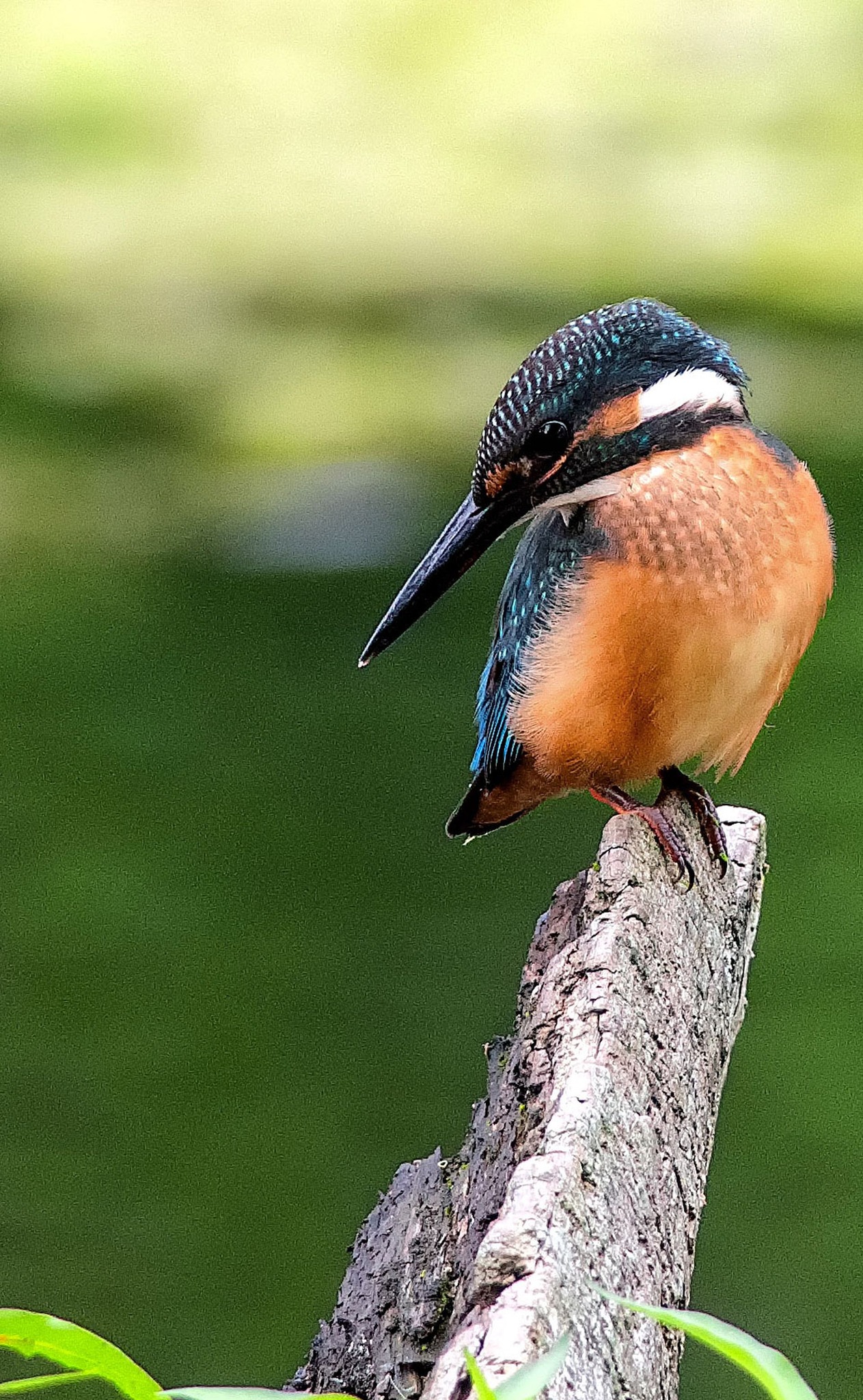 Common Kingfisher in Aomori City, Japan, Photographed with Pentax K-70