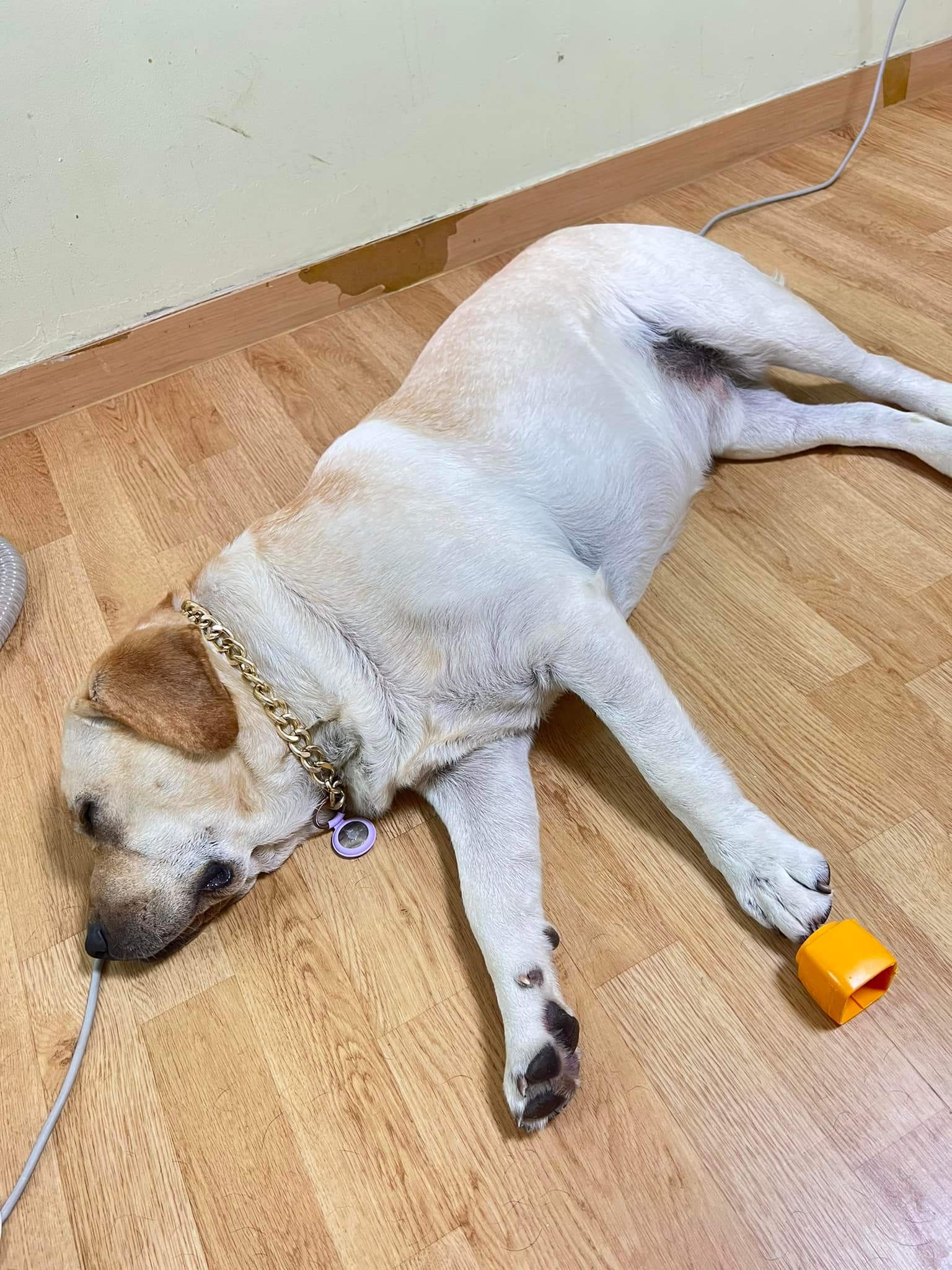 ขรี้แตรกกก 2 ตัว หมดแรงครับ ดีละ... - Dobby Bambii labrador
