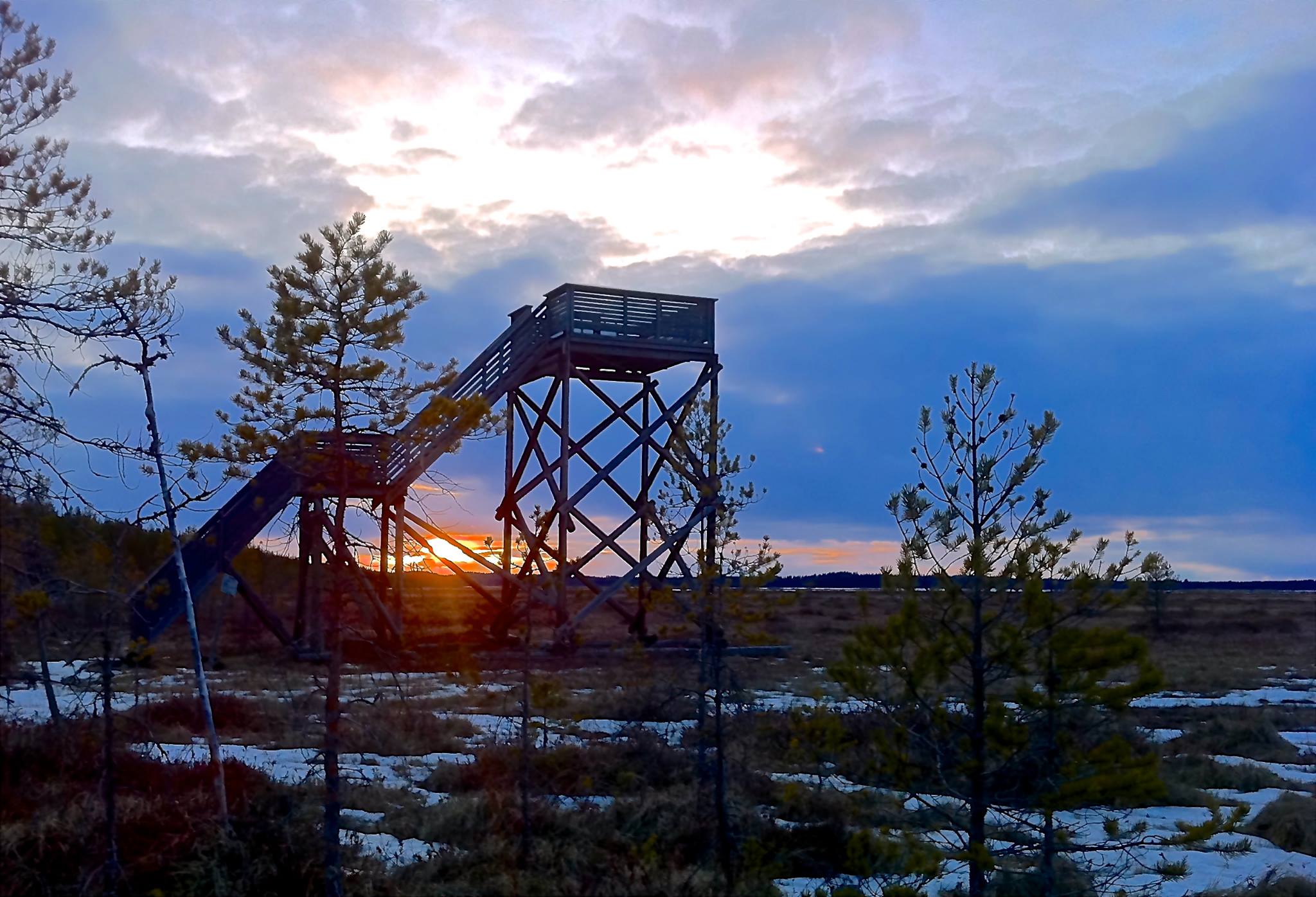 Linnustonseuranta - Punasotka pesii runsaskasvustoisilla, rehevillä ...