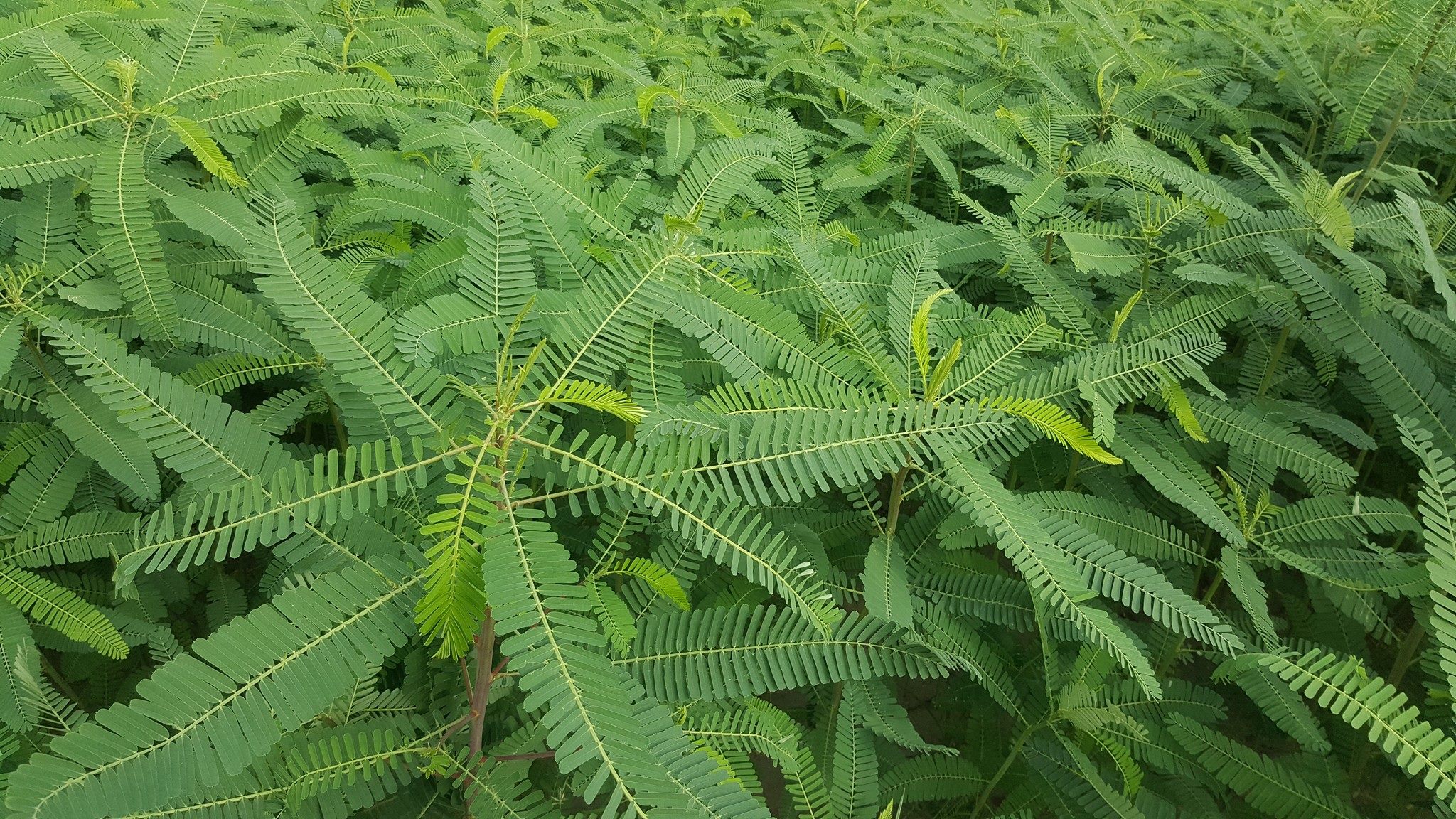 Sachal FARMS | Jhang Sadar