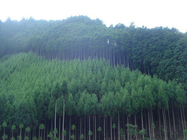 COCOROSTORE - トウテイラン 鳥取県湯梨浜町のシンボルフラワーに選ばれたほど美しい花です。... | Facebook