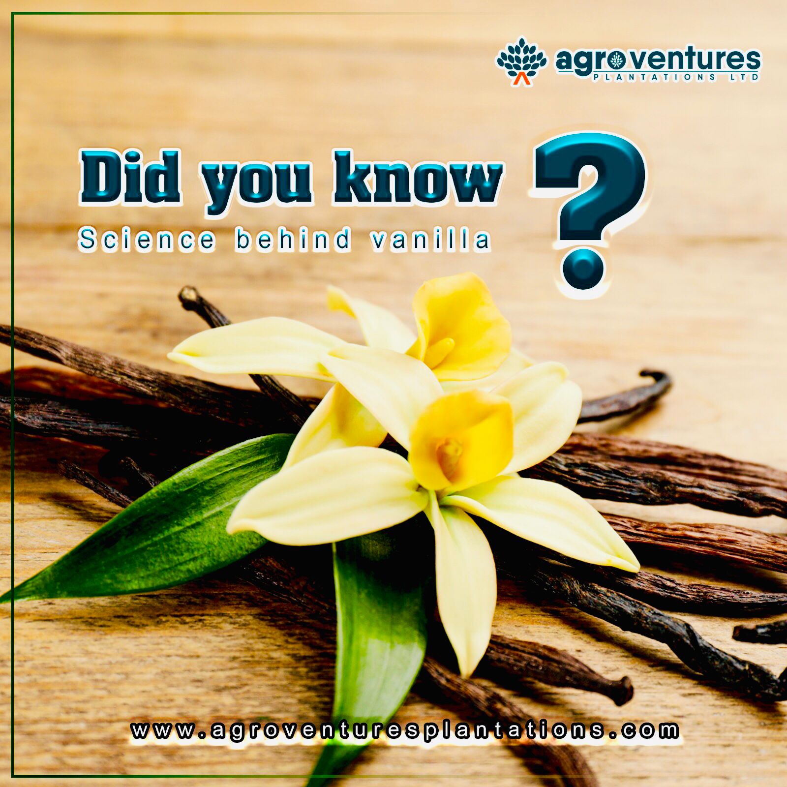 Agro Ventures Plantations Limited - Vanilla, scientifically known as ...