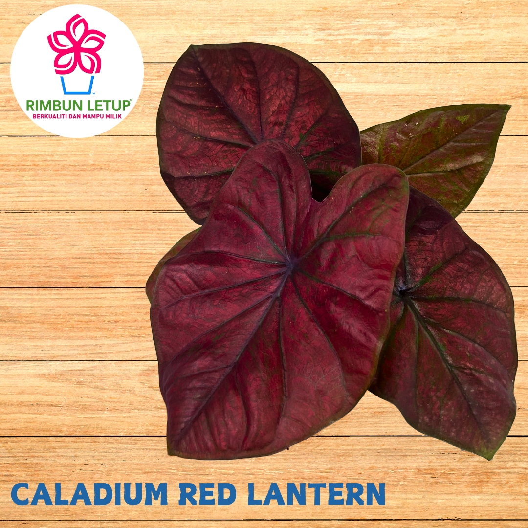 Mari kita berkenalan dengan Caladium... - Keladi Rimbun Letup