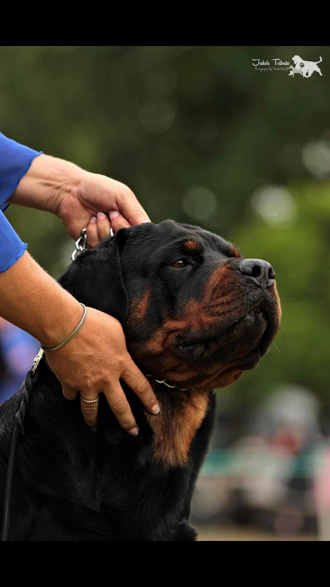Chivas Regal Rottweilers NZ