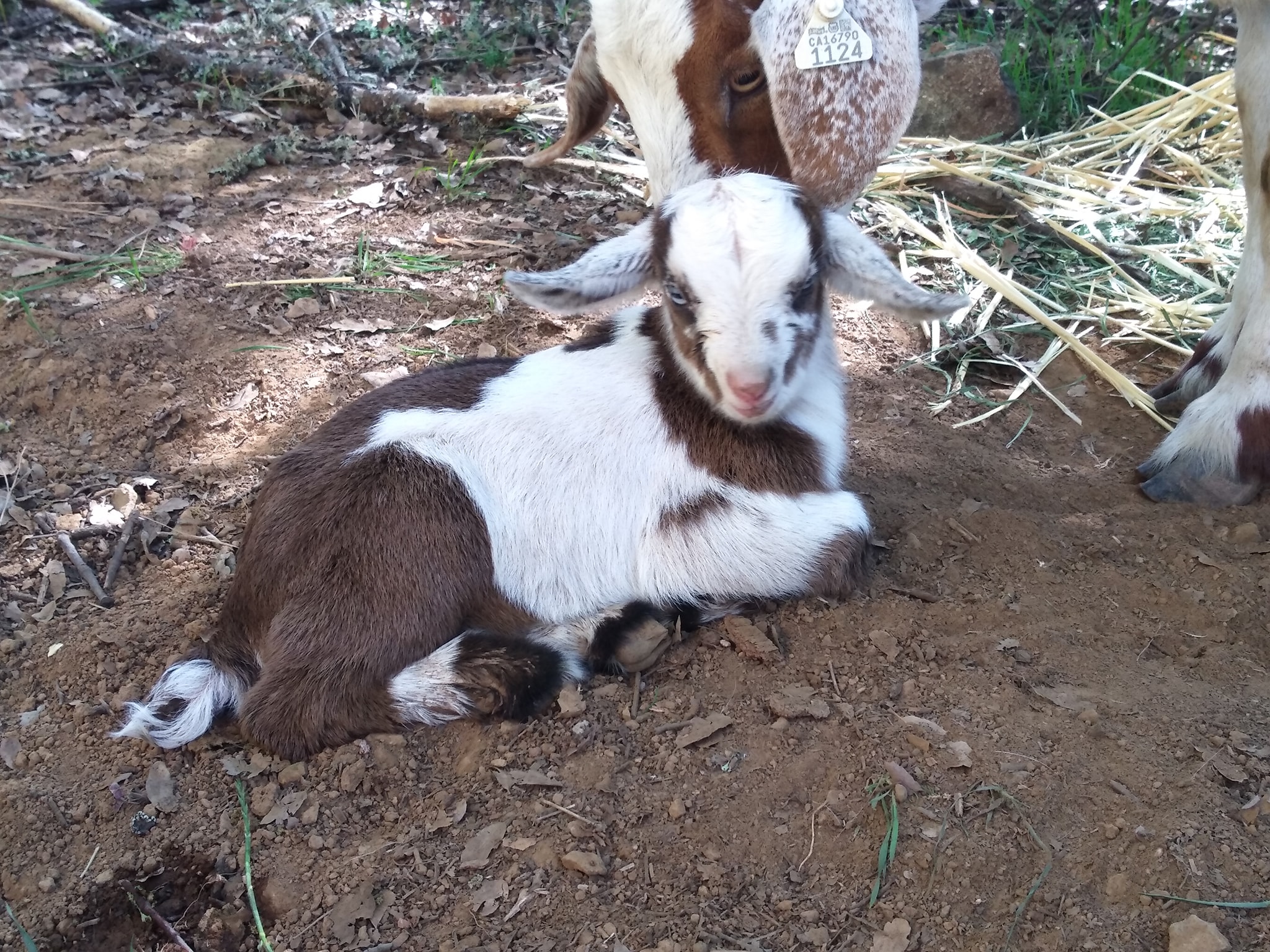 Mable finally had her baby this... - Globe Mountain Farmstead | Facebook