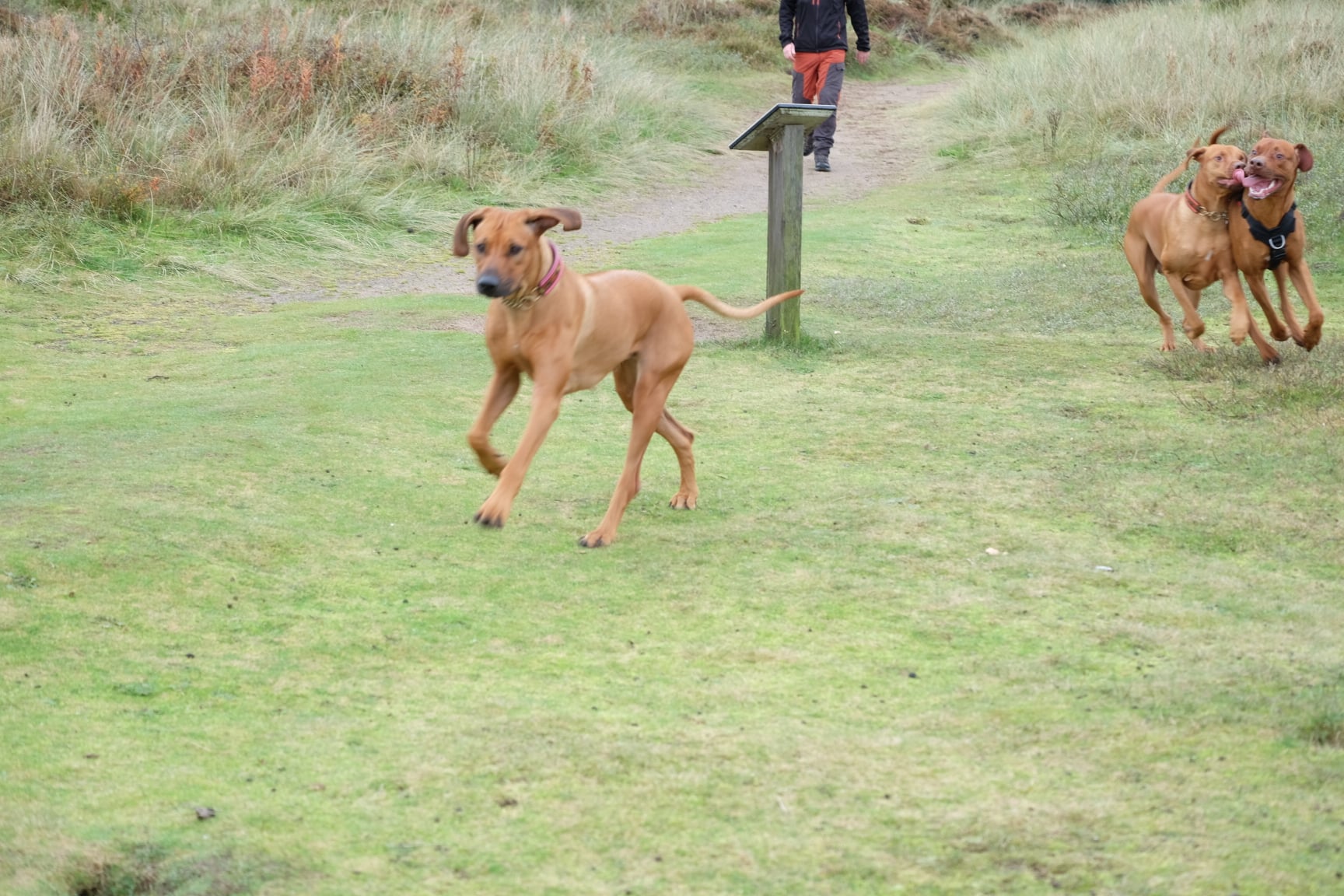 Rhodesian... - Rhodesian Ridgeback Club of Scotland (RRCS)