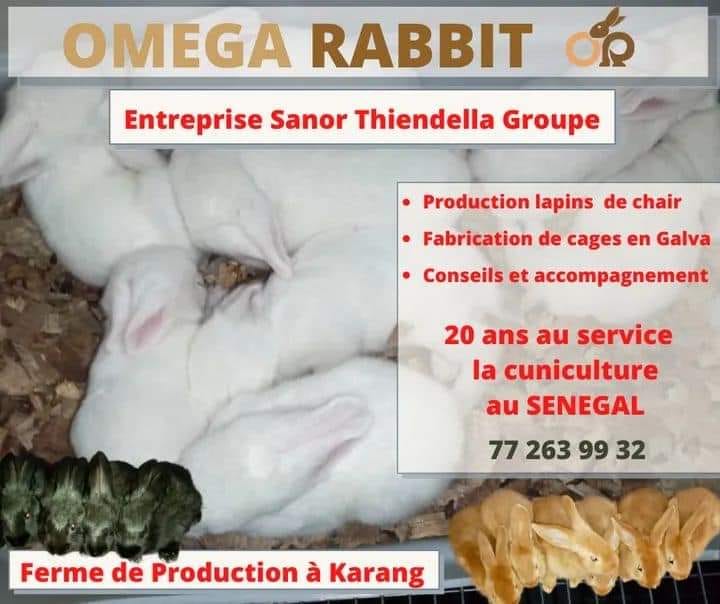 Omega Rabbit | Pout