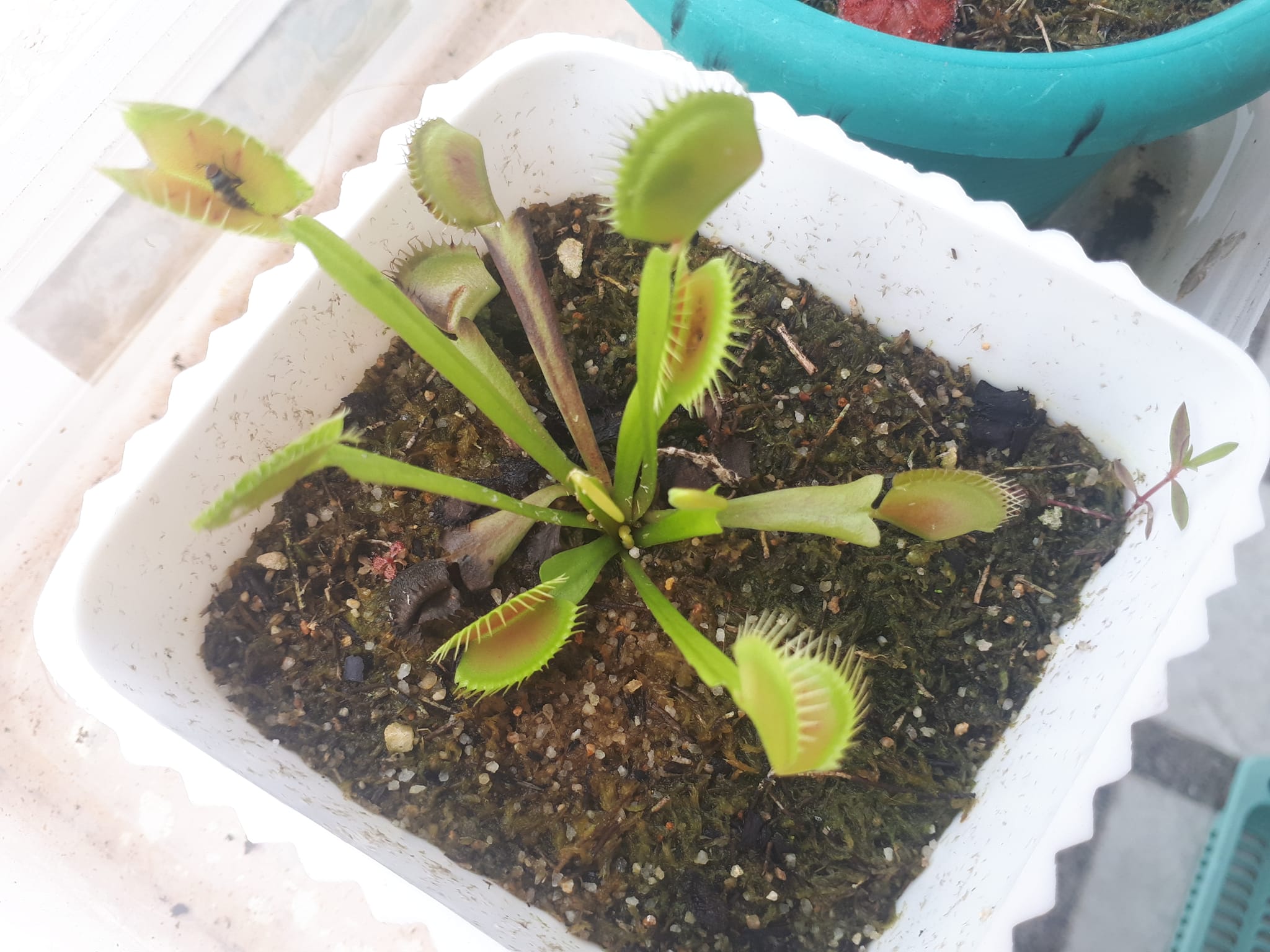 Ripper Plants PH