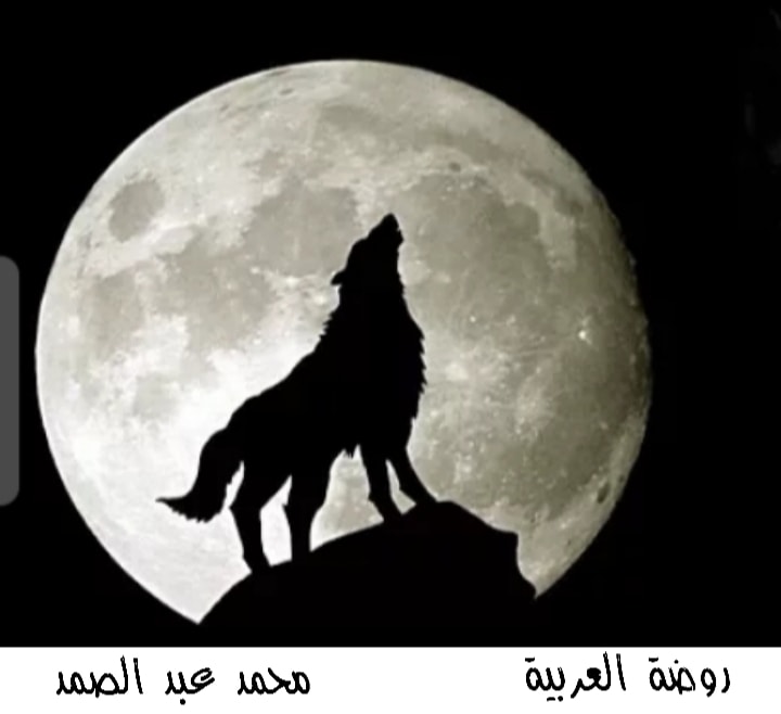 روضة العربية - #أمثال_عربية الذئب يُغْبَط بذي بطنه. ويروى... | Facebook