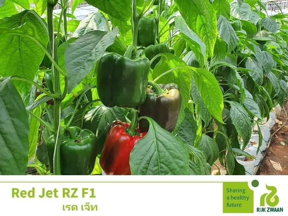พริกหวานพันธุ์ เรด เจ็ท (Red Jet RZ... - Rijk Zwaan Thailand
