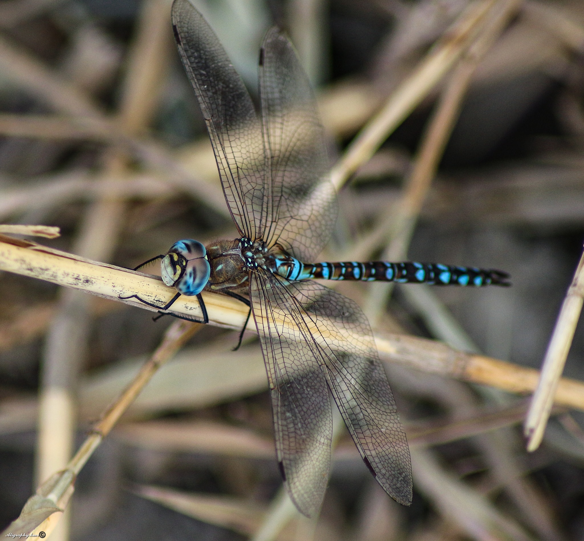 Kashmir Insects