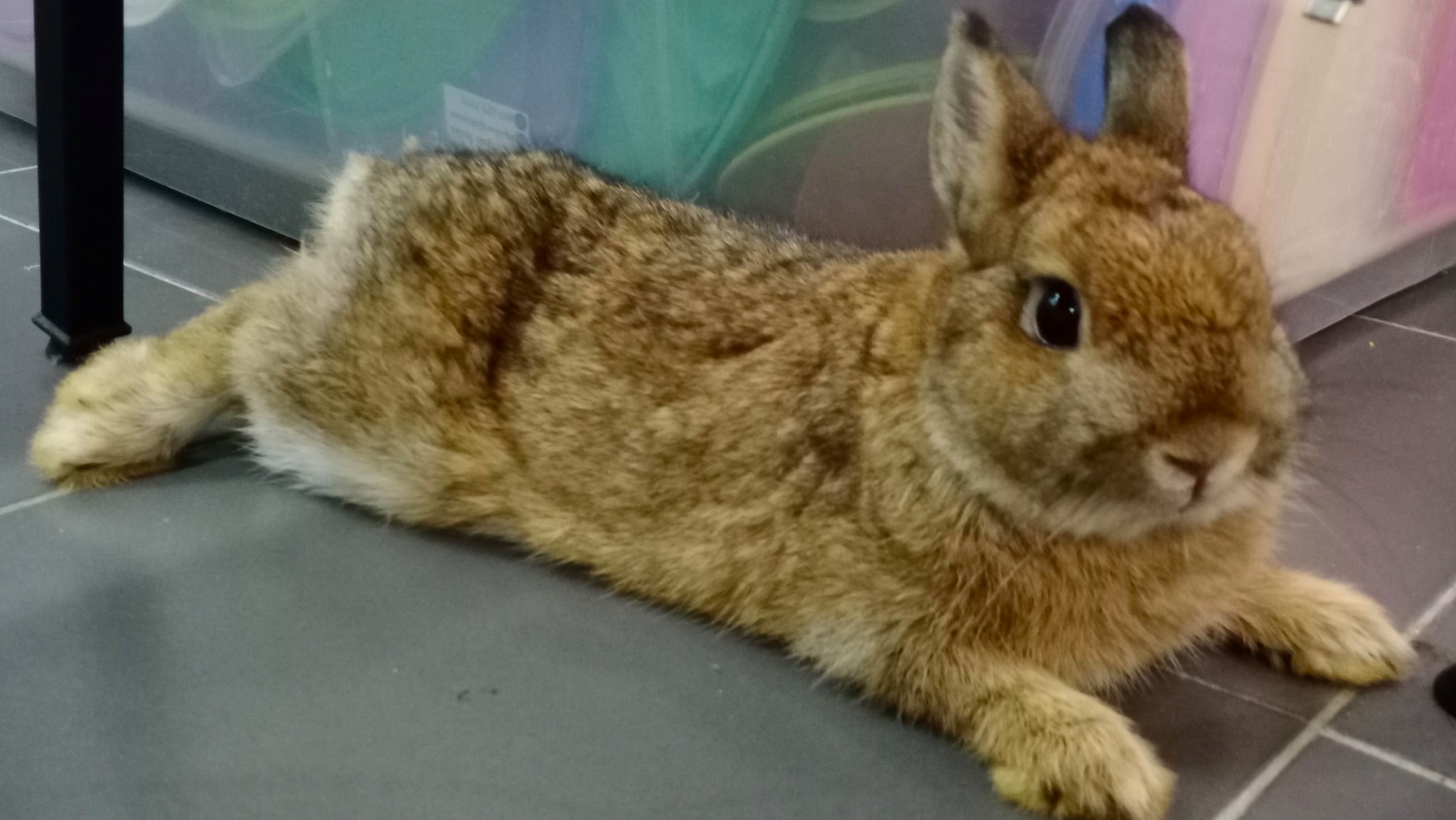 Putra Rabbit Land added a new photo. - Putra Rabbit Land