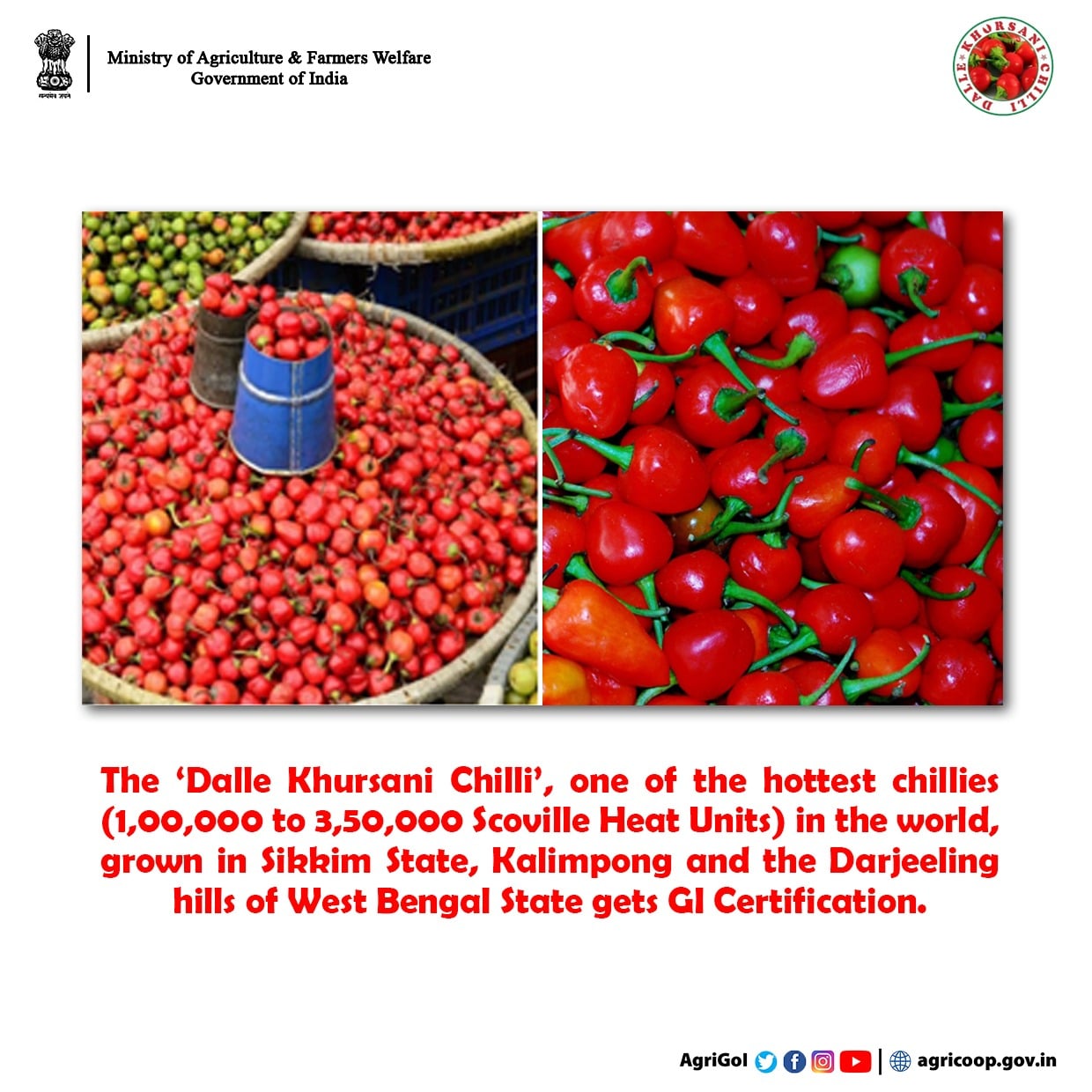 The ‘Dalle Khursani Chilli’, one of the hottest chillies in the world ...