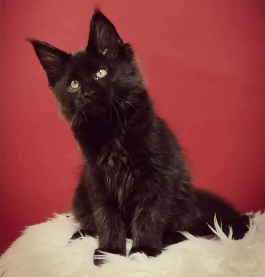 Maine Coon Cattery Si Pawli S