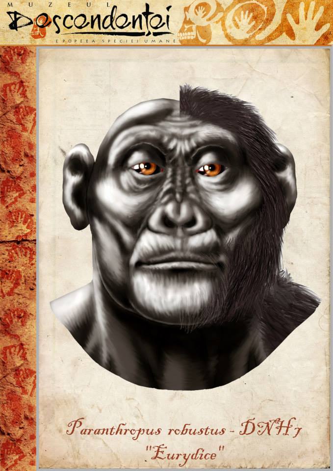 Paranthropus Robustus Reconstruction