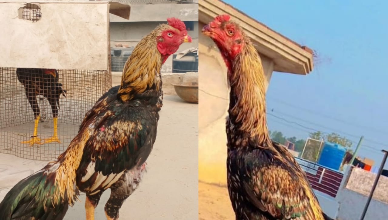 tera-border-wala-foji