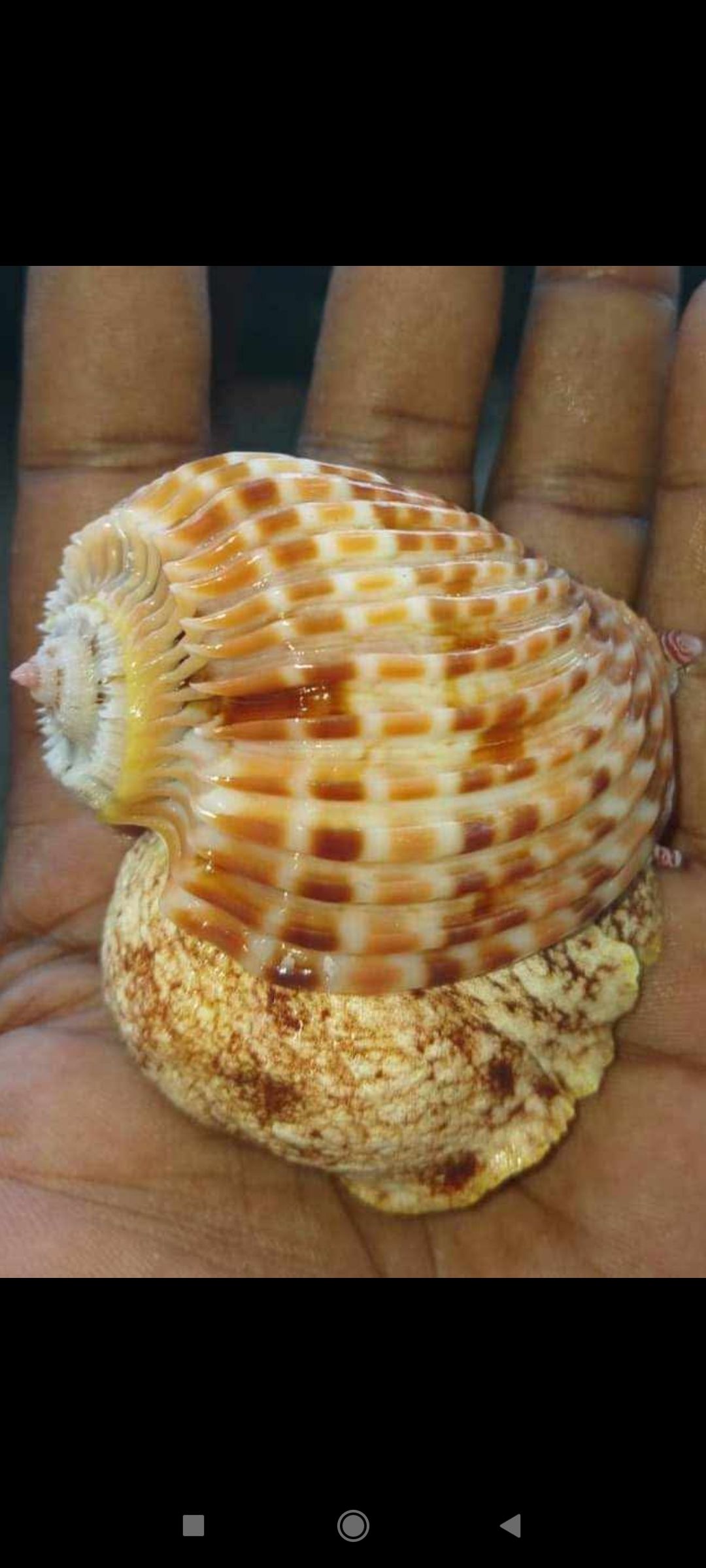 Sea Shells Of The World