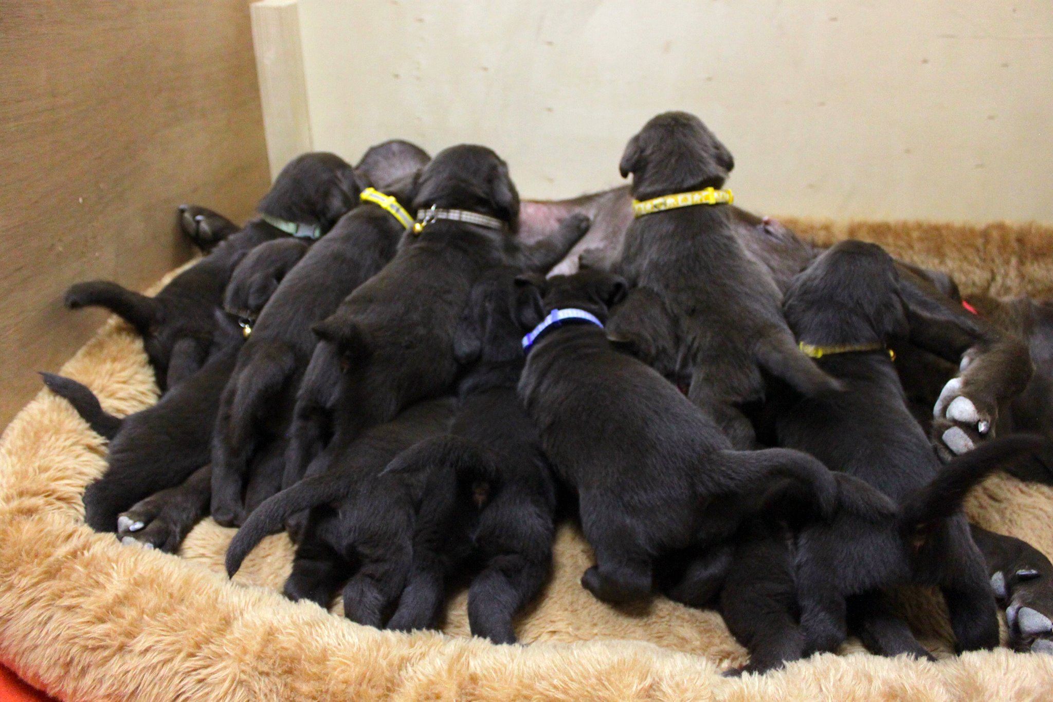 Kuwait Labrador Retriever Kennel | Kuwait City