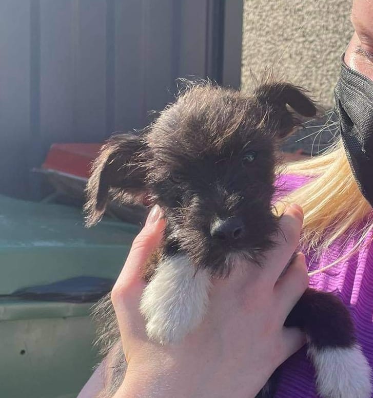 (wspca) wexford society prevention of cruelty to animals - Everyone at ...