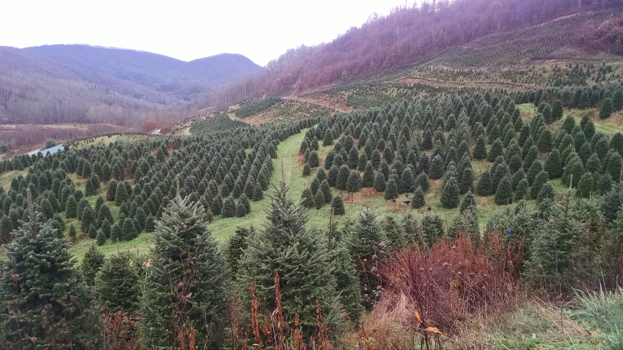 David Pittman's Christmas Tree Farm | Newland NC
