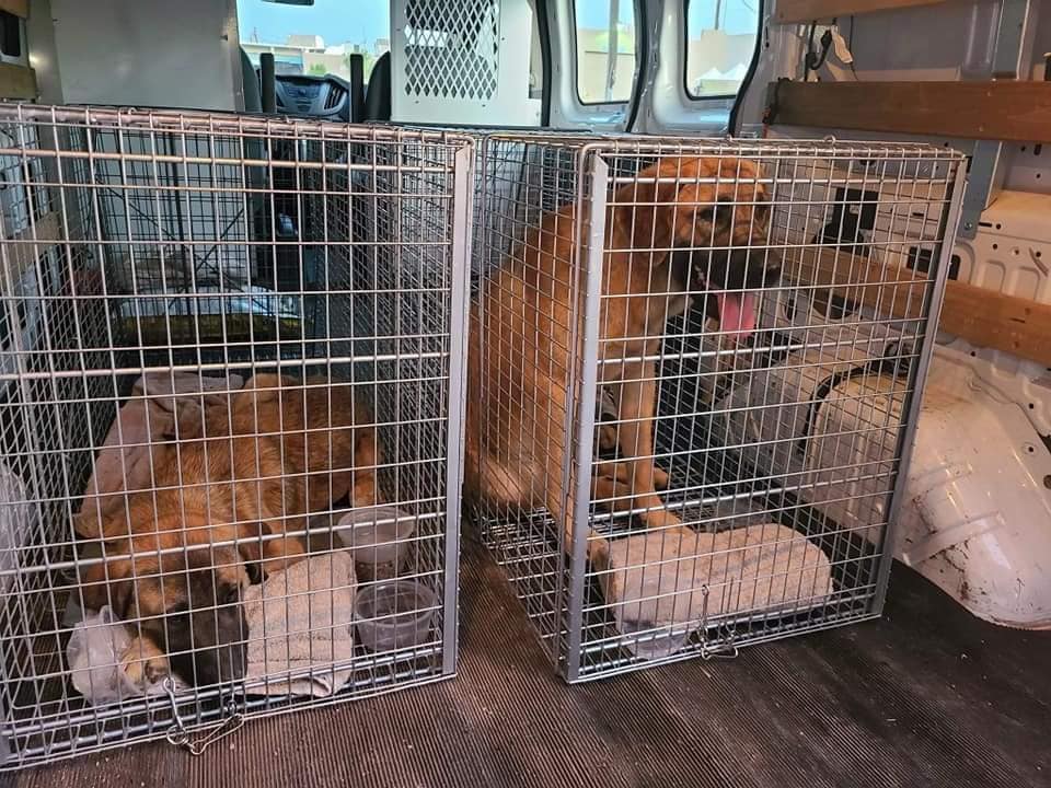 Two... - HARTT - Humane Animal Rescue and Trapping Team