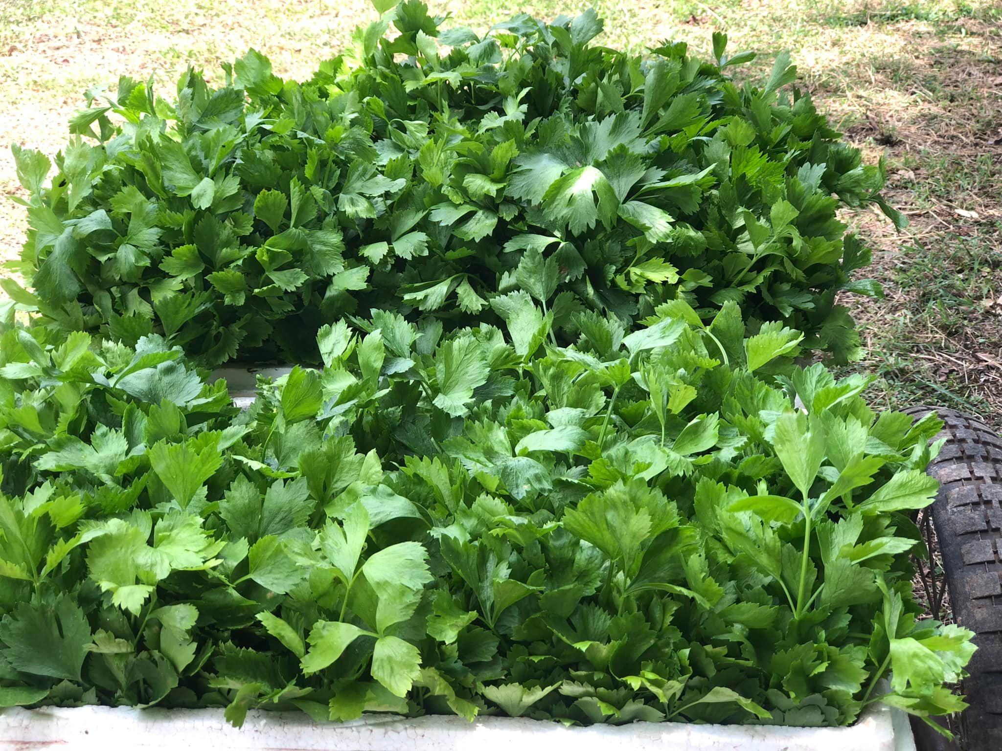 กินกรีน ผักสด Kin Green... - กินกรีน ผักสด Kin Green Phak Sod
