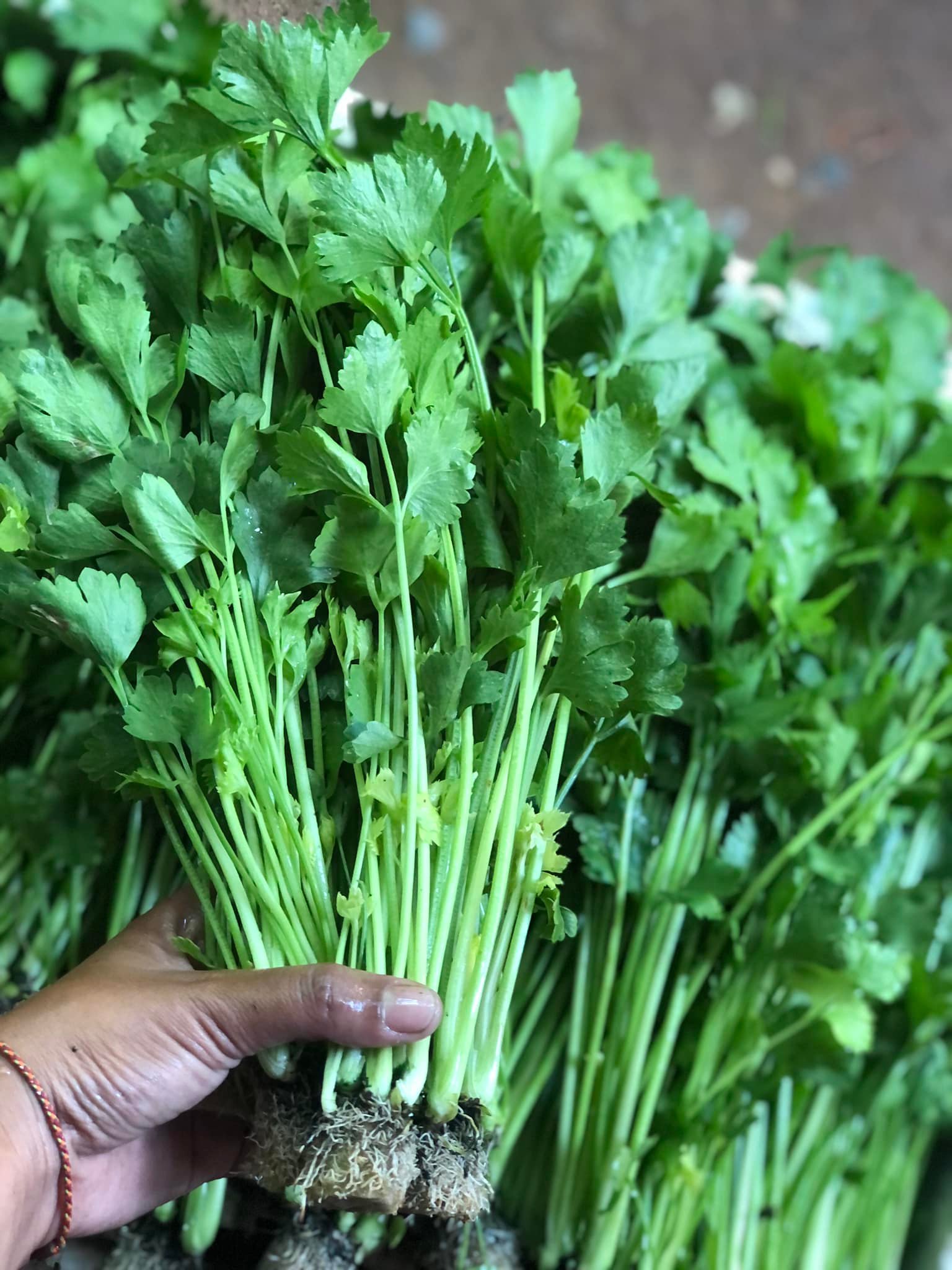 กินกรีน ผักสด Kin Green... - กินกรีน ผักสด Kin Green Phak Sod
