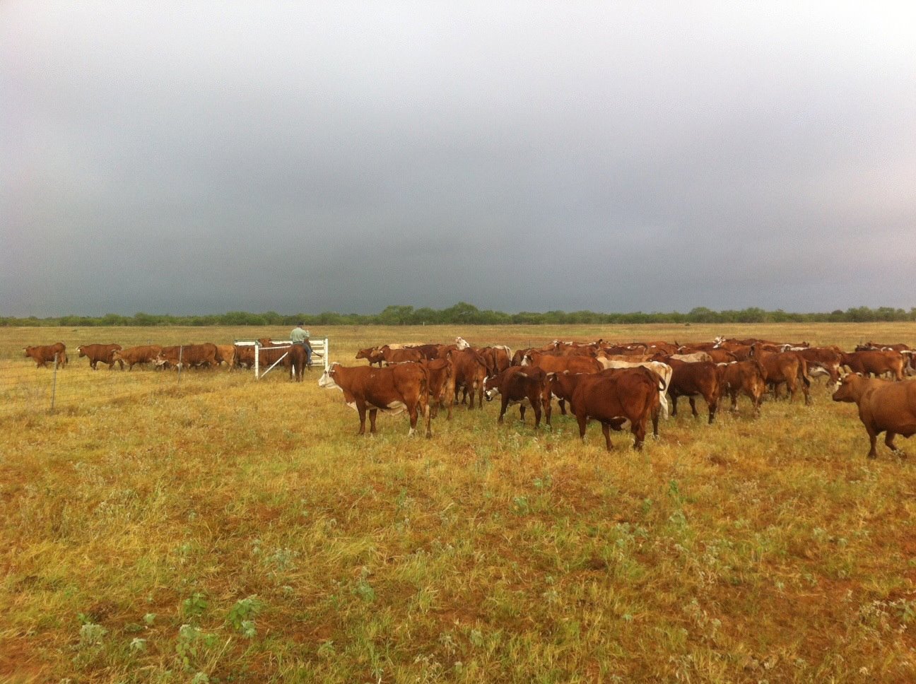 McAllen Ranch All Natural Beef | Edinburg TX