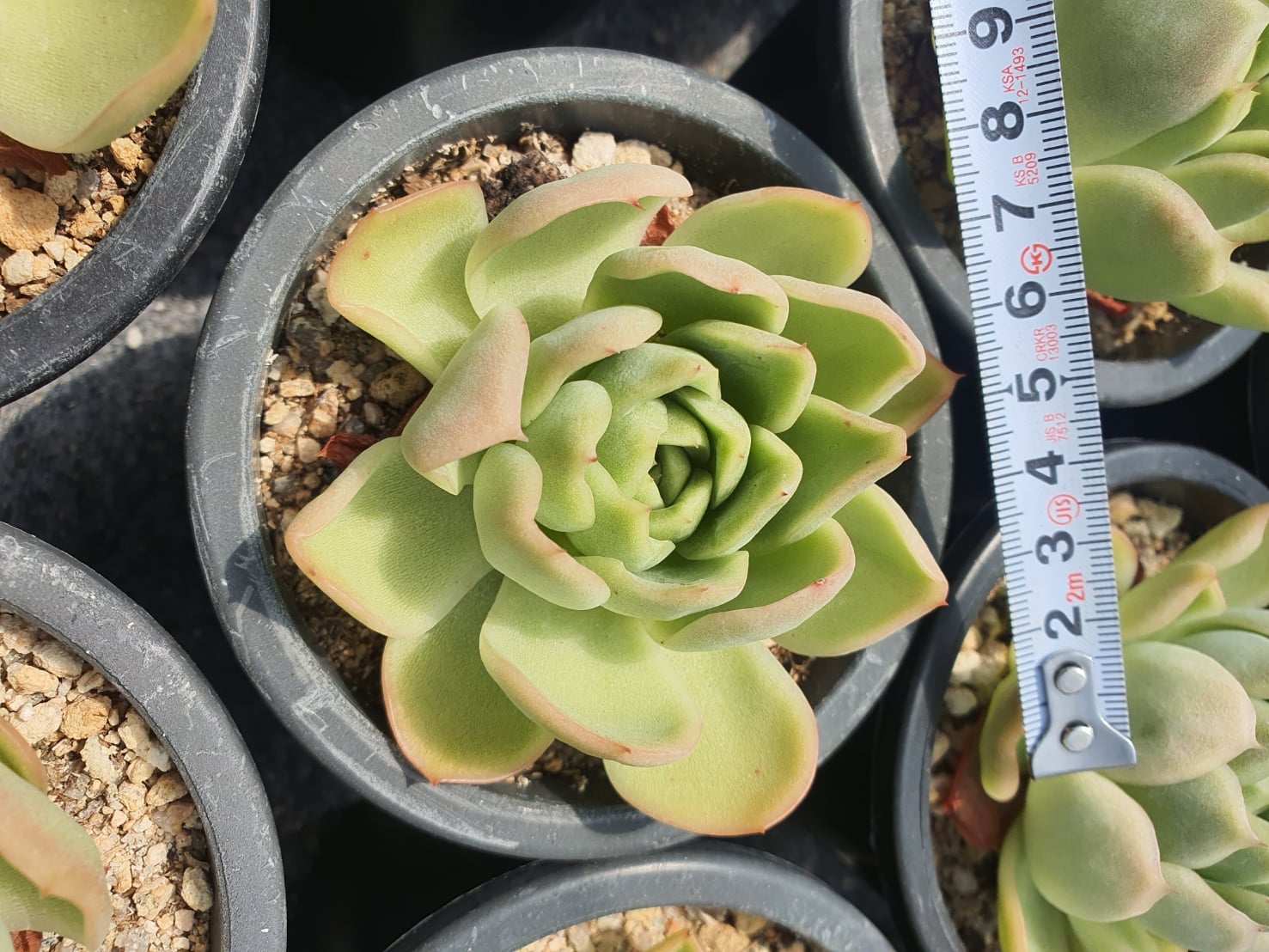 台灣多肉植物銀行 全台宅配 110年09月8日開始發貨 注意 8 14韓國截單 Facebook