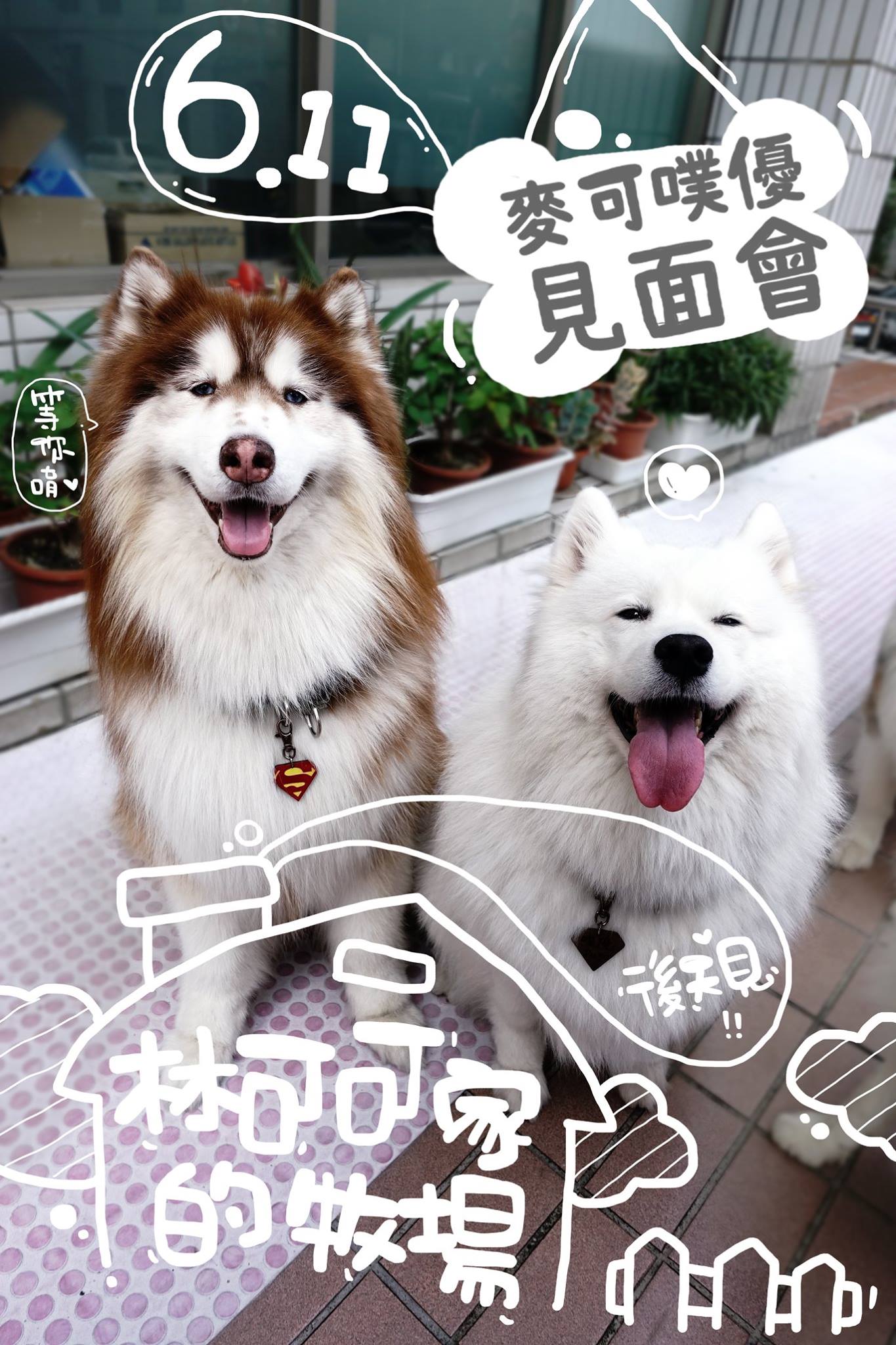 艾芙樂 afpet TW - 【#AfloatDog 新鮮事】 雪橇犬麥可噗優見面會，就在後天！ 本年度... | Facebook
