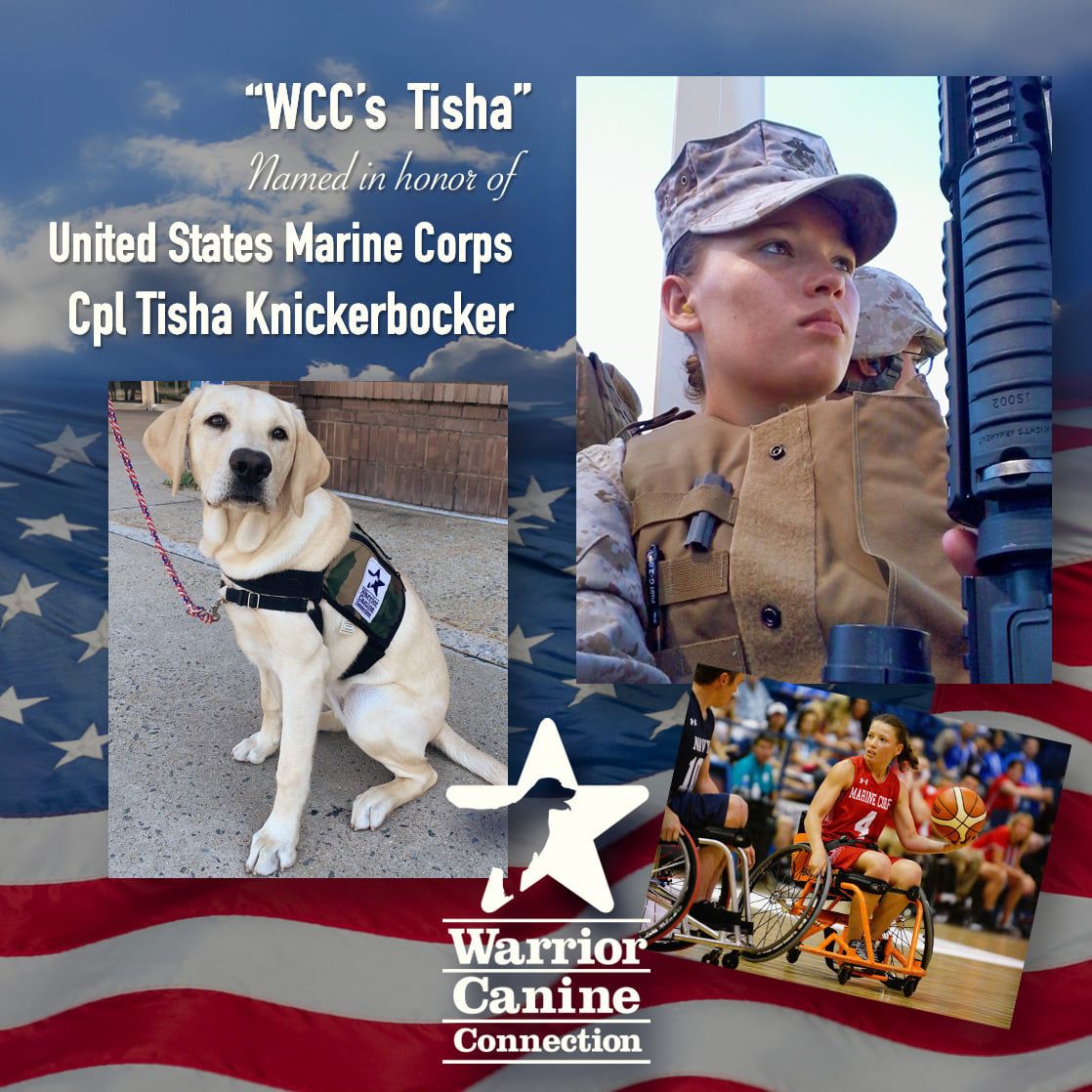 Warrior Canine Connection - Join us in welcoming WCC’s Tisha Named in ...
