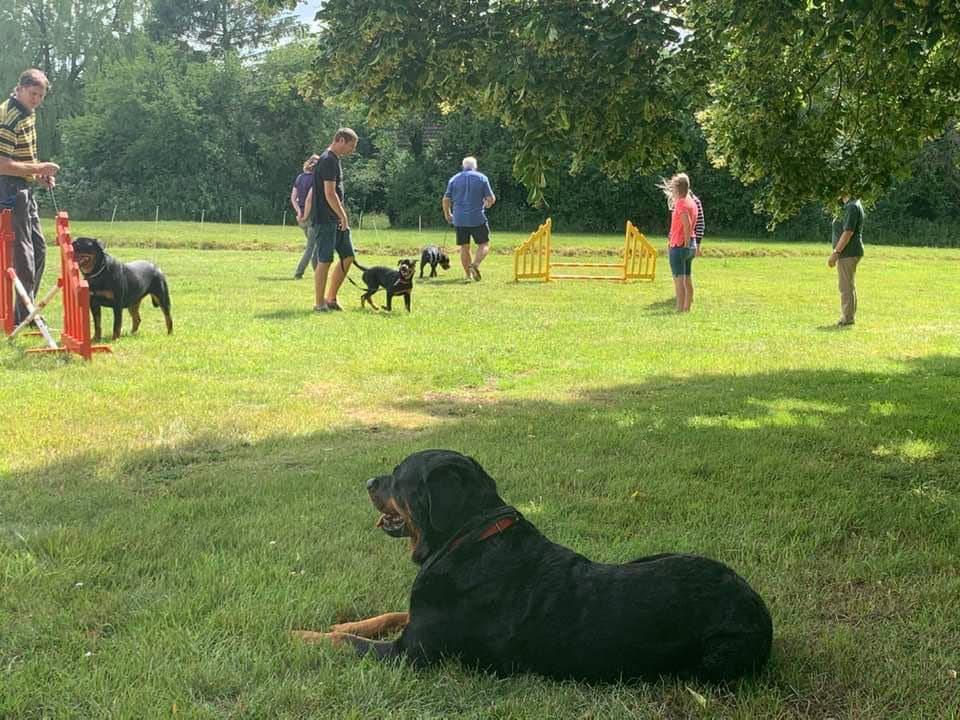 Our Rottweiler... - The British Rottweiler Association | Facebook