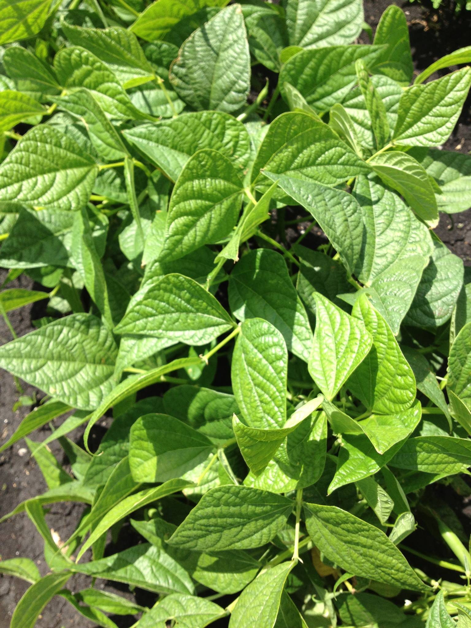 Organic - We are half way through our Stimplex & Acadian Giveaway !! To ...