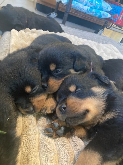Virginia Rottweiler Puppies | Facebook