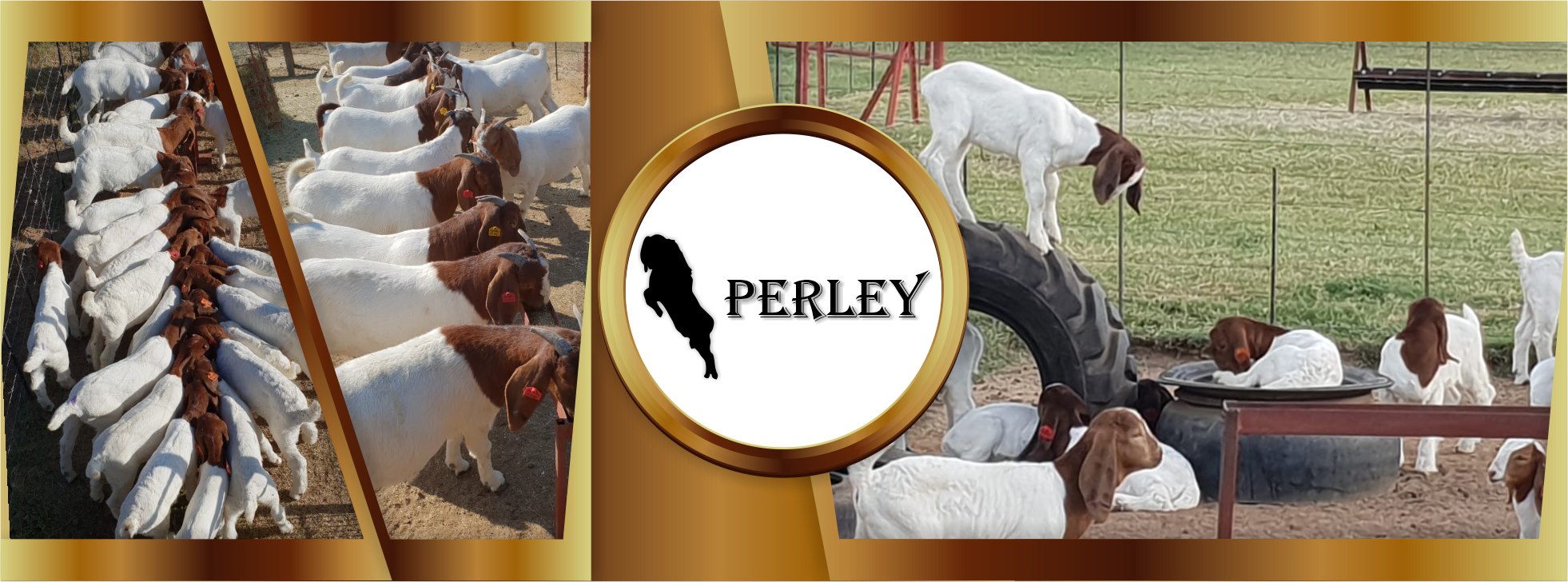 Perley Boerbok Boerdery | Bronkhorstspruit