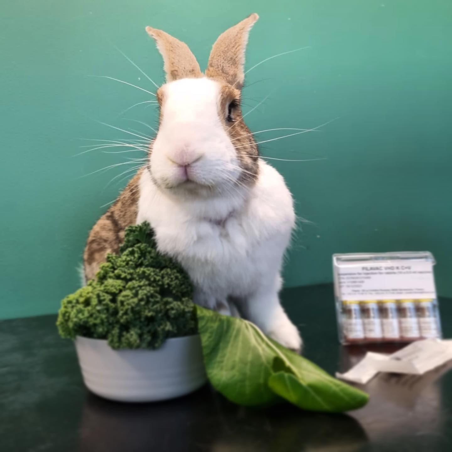 The much... - Applegum Plush & Dwarf Lops Rabbitry | Facebook