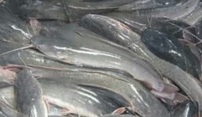 Lapak Ikan Loa Janan