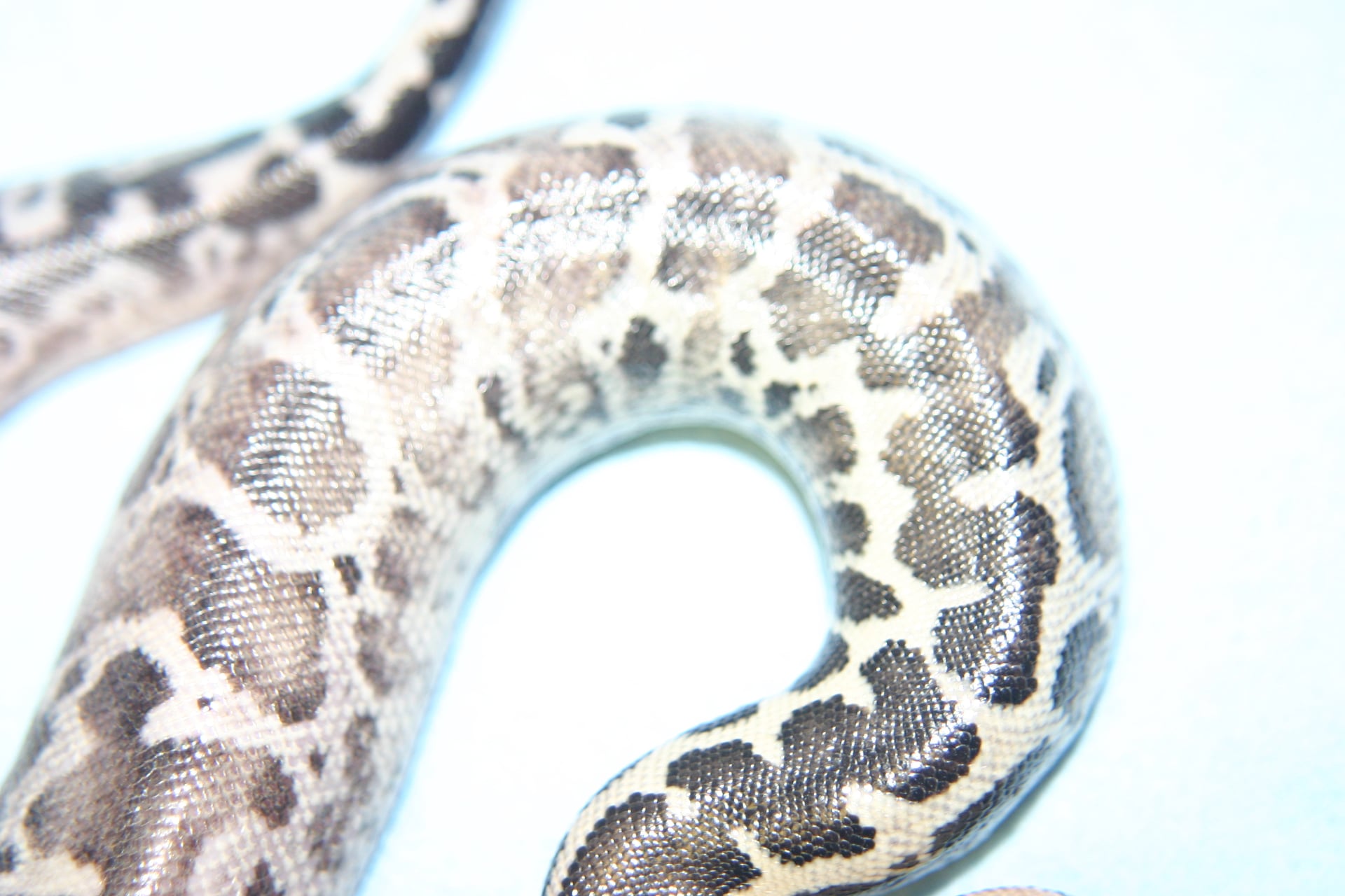 Some vintage Sarawak Python... - Rich Crowley Reptiles