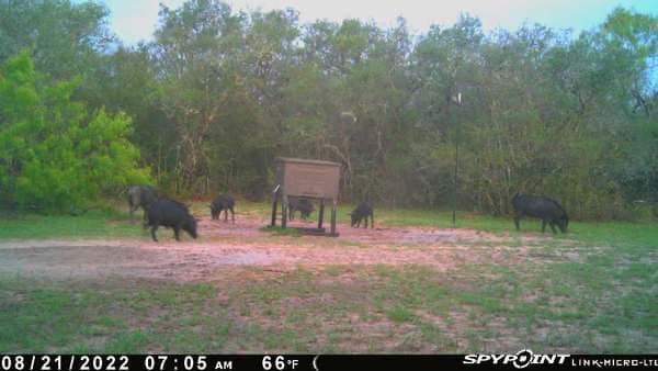 El Rey Ranch | Refugio TX