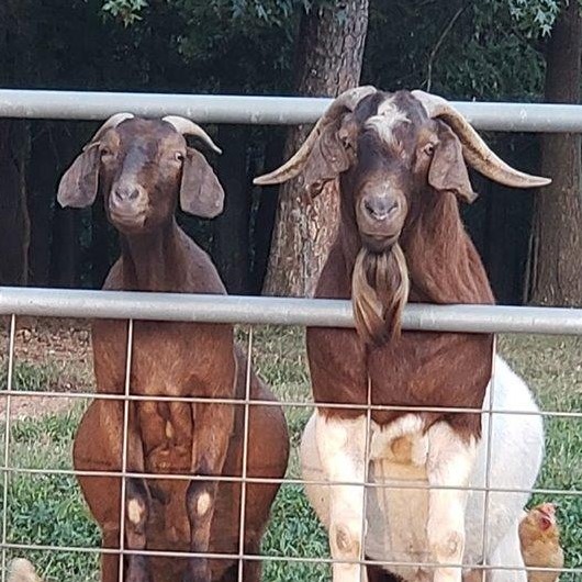 Belly Acres Homestead | Facebook