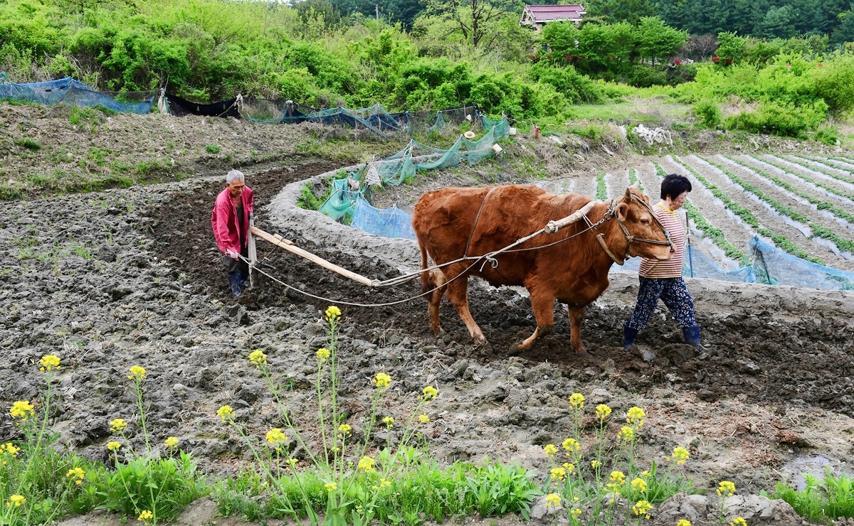 충청북도청 - 워워!.. 워이!.. 다랑논의 소 쟁기질🐂🐂 농업의 기계화로 이제는 찾아보기 힘들어진... | Facebook